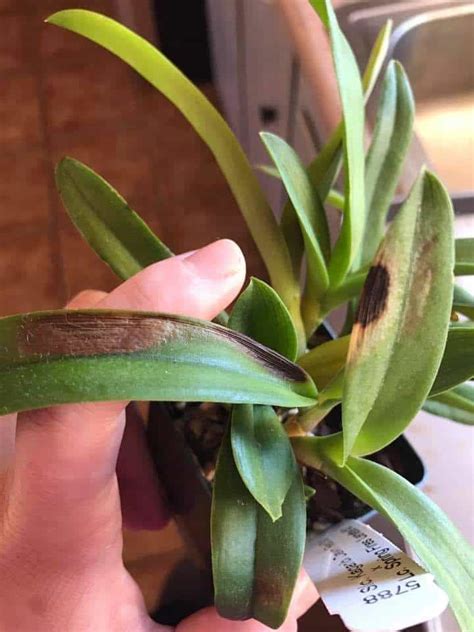 Black Spots On Orchid Leaves 5 Major Causes And Solutions