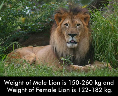 African Lions Facts