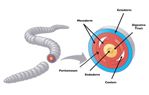 Animalia - Grade 11 Biology Study Guide