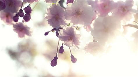 Pink Cherry Blossom Wallpaper - WallpaperSafari