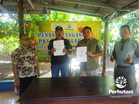 Perhutani Perhutani Bersama LMDH Di Pati Lakukan Kerjasama Tanaman Buah