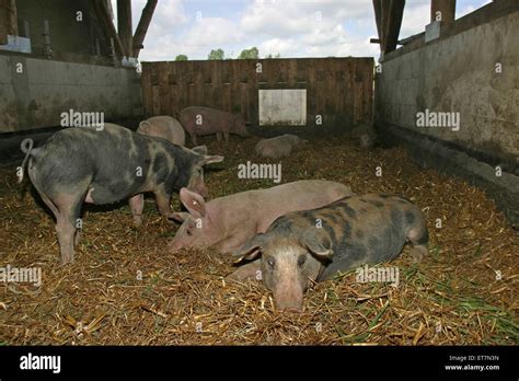 Hausschwein Haus Schwein Artgerechte Tierhaltung Auf Bio Bauernhof