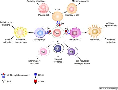 The Conundrum Of Cd Function Host Protection Or Disease Promotion