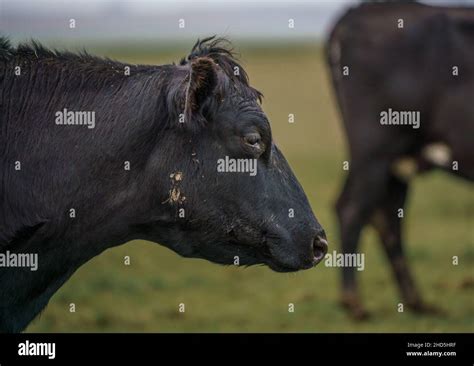 Close Up Of A Black Dairy Cow Face And Head Bust Stock Photo Alamy