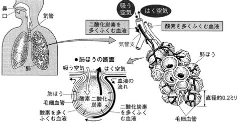 【理科のコツ】呼吸と肺のしくみ 中学受験 理科の個別指導 受験理科専門塾「しゅん吉クエスト」