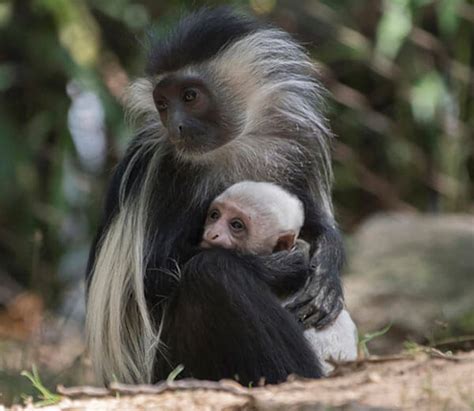 Angolan Colobus Monkey Born At Bronx Zoo – Bronx Times