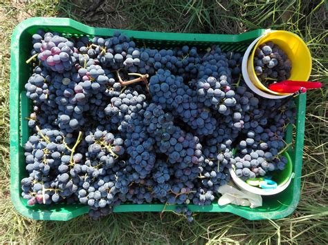 In Vendemmia Con I Bambini Piedini In Viaggio