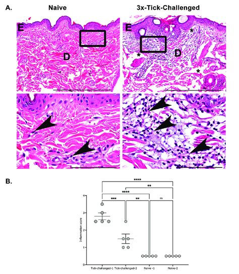 Representative Photomicrographs From He Stained Section Of Download Scientific Diagram