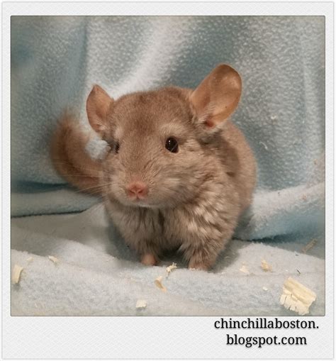 Chinchilla Boston: Adopted (Lemon)