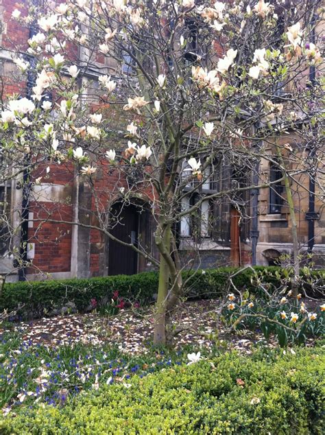 Cambridge Pembroke College Gardens Pembroke College Garden Pembroke