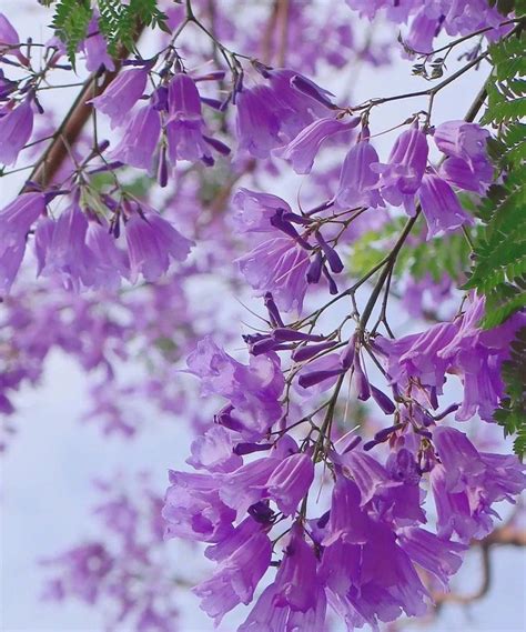 Purple Flowers Blooming On The Branches Of Trees