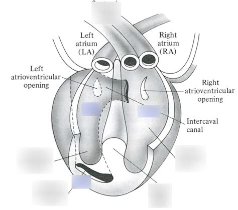 Reptile Squamate Heart Anatomy Diagram Quizlet