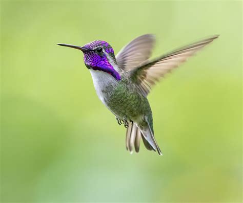 Cosimo In Flight Costa S Hummingbird Calypte Costa S In Flickr