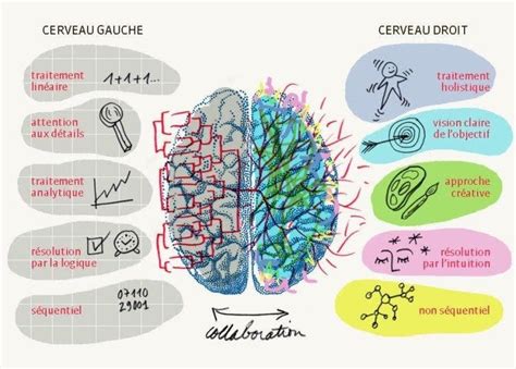 Fonctionnement Du Cerveau Cerveau Droit Cerveau Gauche Cerveau