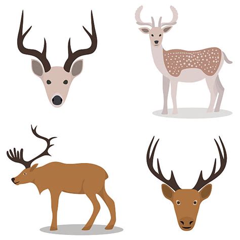 Female Elk Clip Art Illustrations Royalty Free Vector Graphics And Clip