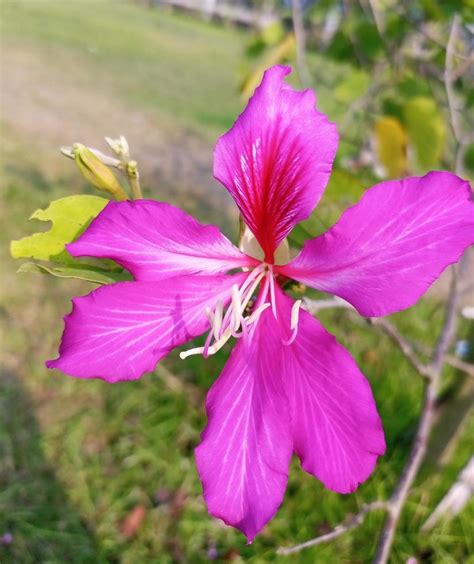 Beautiful Bauhinia Blakeana Flower 4911112 Stock Photo at Vecteezy