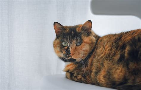 Are All Calico Cats Female And Other Fun Facts About Them Catman