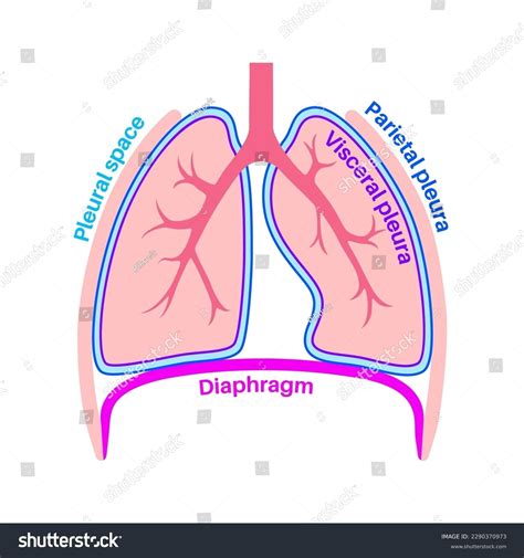 Pleura Anatomy Concept Chest Cavity Medical Royalty Free Stock