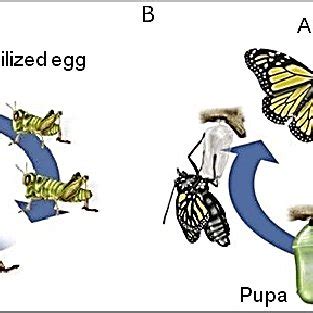 A. Schematic representation of insect life cycles. A. Hemimetabolous... | Download Scientific ...