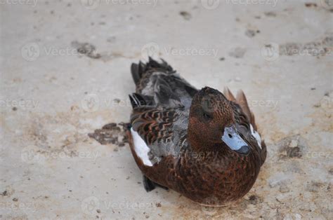 Teal duck bird animal 6480963 Stock Photo at Vecteezy