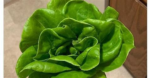 Beautiful Lettuce Album On Imgur