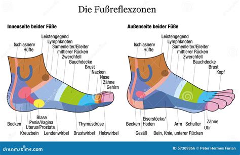 Fuß Reflexzonenmassage Seiten Profil Knöchel Ansicht Deutscher Vektor