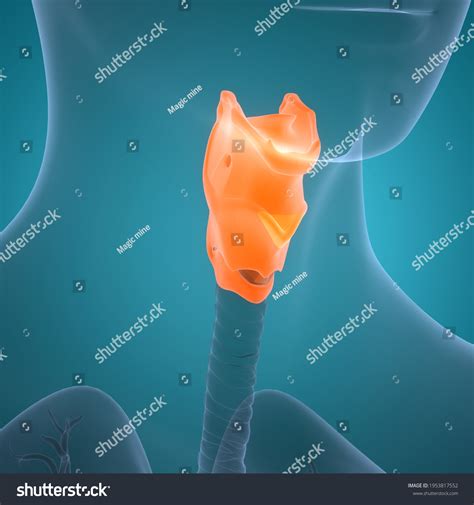 Human Respiratory System Larynx Pharynx Anatomy Stock Illustration