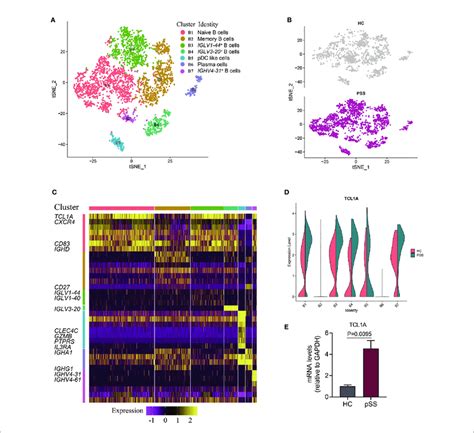 Identifying B Cell Subpopulations A Two Dimensional T Sne