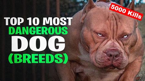 Top 10 Most Dangerous Dogs In The World Most Dangerous Dog Breeds In