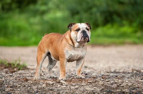 Englische Bulldogge Steckbrief Charakter Wesen Und Haltung