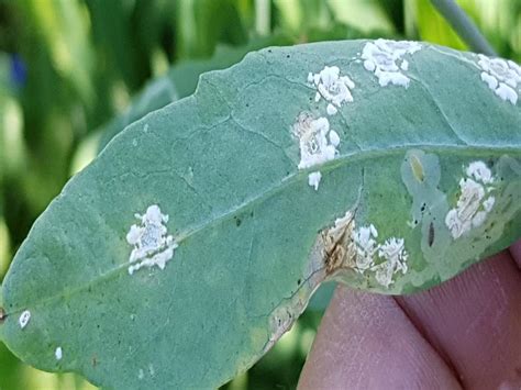 White Rust Disease In Mustard And How To Manage It