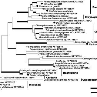 Maximum Likelihood ML Phylogenetic Tree Of 18S RDNA Gene From