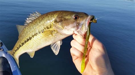 Largemouth Bass Identification