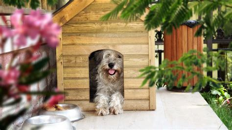 S Ndrome De Cushing En Perros Causas S Ntomas Y Tratamiento