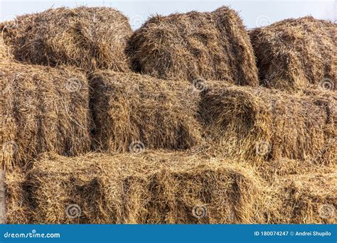 Dry Hay On The Farm Stock Image Image Of Summer Autumn 180074247