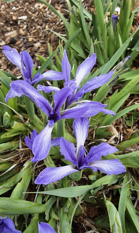 Iris lactea 20 seeds – Trigg Plants