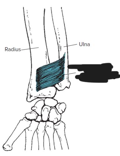 Biomechanics Quiz 4 Flashcards Quizlet