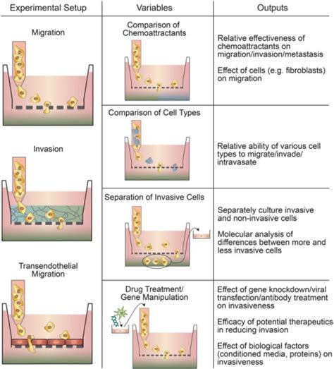 Types Of Transwell Based Motility Assays Migration In Open I