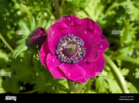 Anemone de Caen Stock Photo - Alamy