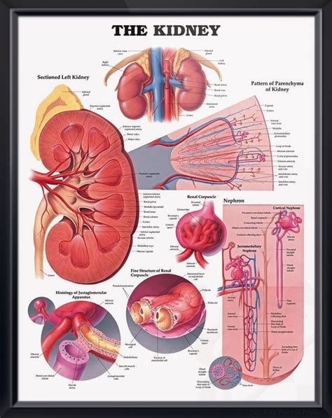 Label A Kidney Diagram