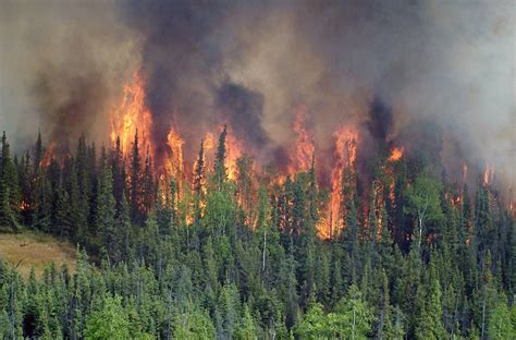 Incendios Forestales Se Duplicaron En Todo El Mundo En A Os