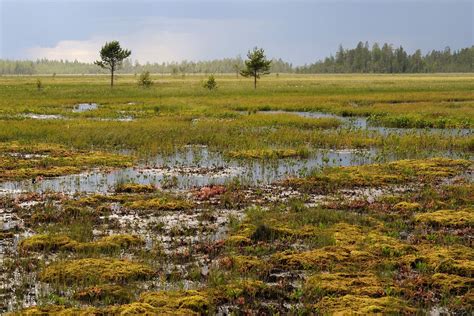 Aapa Mire Swamp In Finland Brilliant Creation