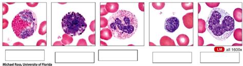 White Blood Cells Diagram Quizlet