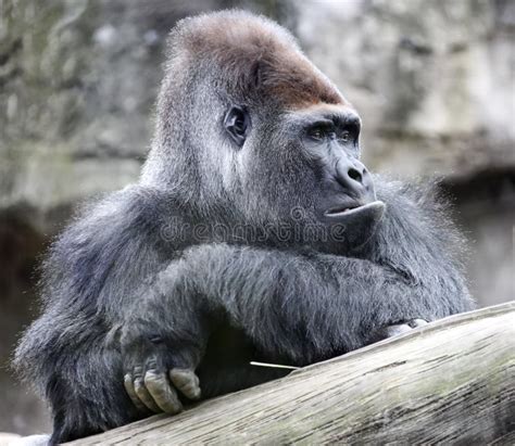 De Grote Volwassen Dominante Alfa Mannelijke Gorilla Ziet Weg Eruit