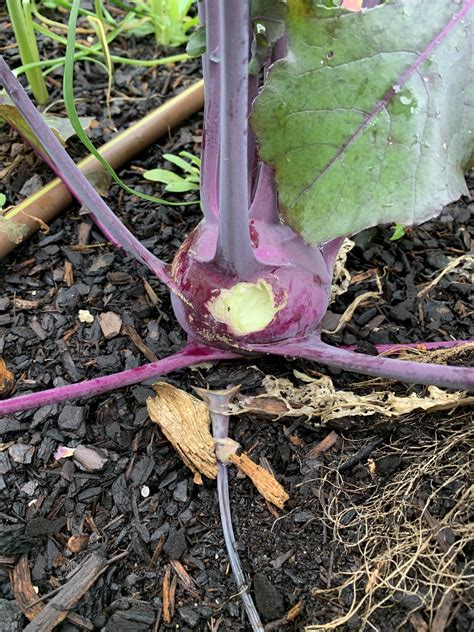 How To Grow Kohlrabi In Western Australia Backyard Gardening Australia