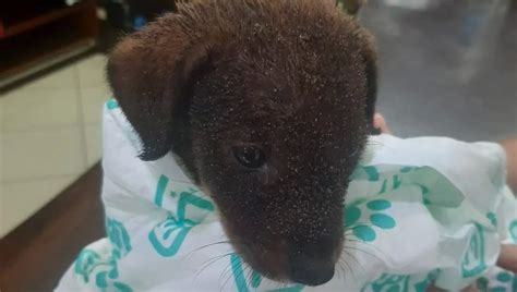 Cane Di Appena Due Mesi Gettato In Mare Salvato Dalla Polizia E