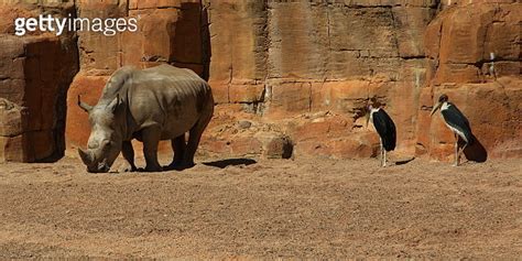 Southern White Rhino And African Marabous In Bioparc Valencia Province