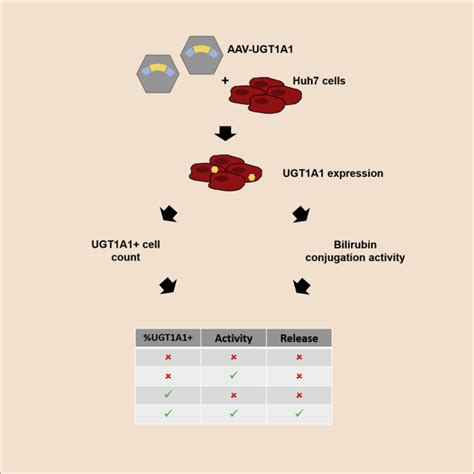 A Quantitative In Vitro Potency Assay For Adeno Associated Virus