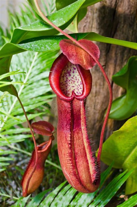 Discover The Enchanting Pitcher Plant In The Tropical Forest