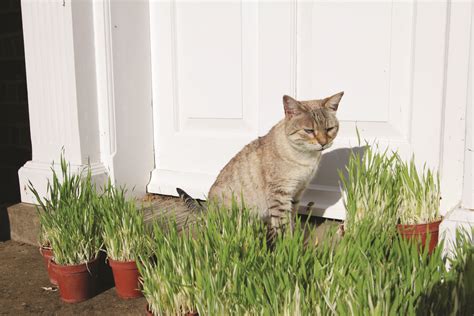 Cat Grass Tabby Wh Perron